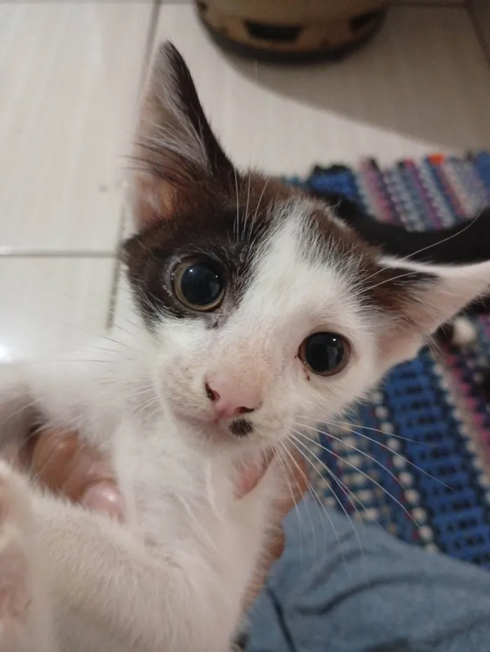 Gato ra a SRD-ViraLata idade 7 a 11 meses nome Doação responsável 