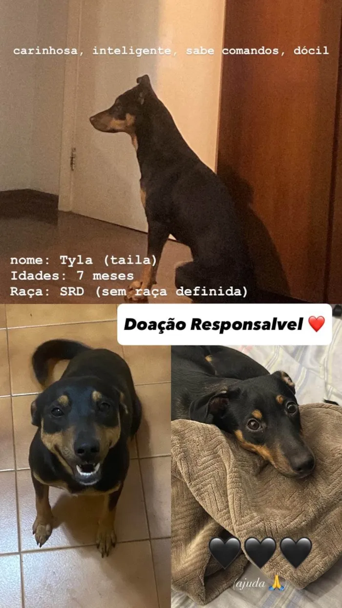 Cachorro ra a SRD-ViraLata idade 7 a 11 meses nome Tyla