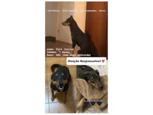 Cachorro raça SRD-ViraLata idade 7 a 11 meses nome Tyla