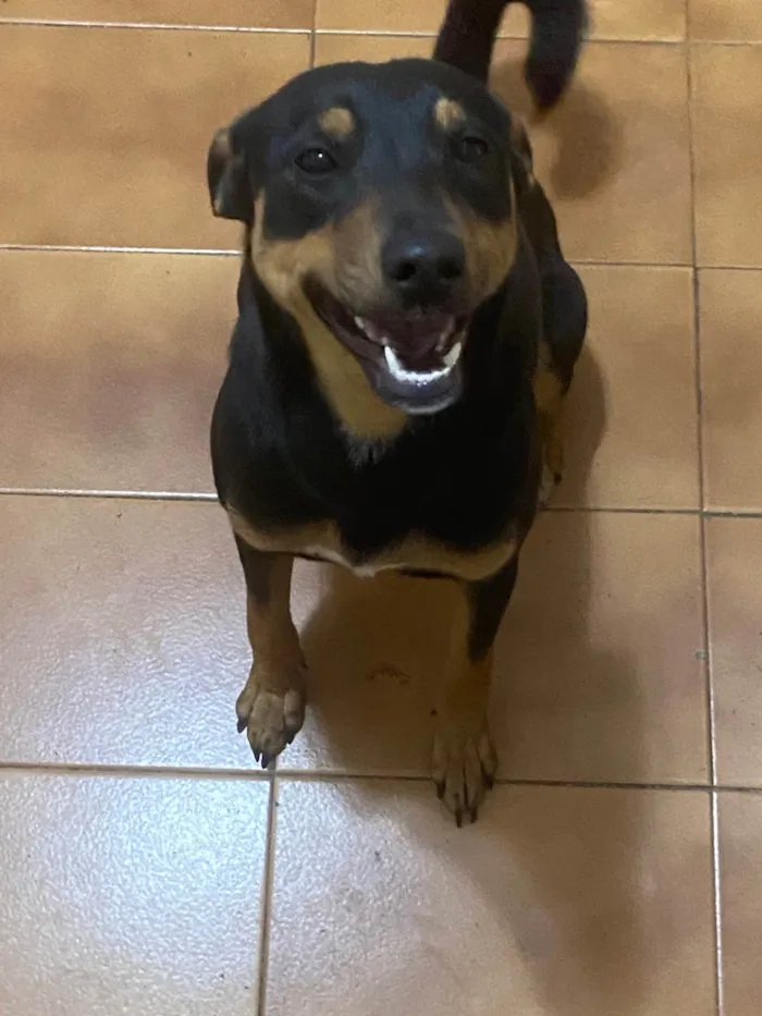 Cachorro ra a SRD-ViraLata idade 7 a 11 meses nome Tyla