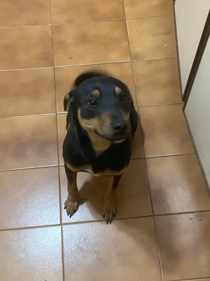 Cachorro ra a SRD-ViraLata idade 7 a 11 meses nome Tyla