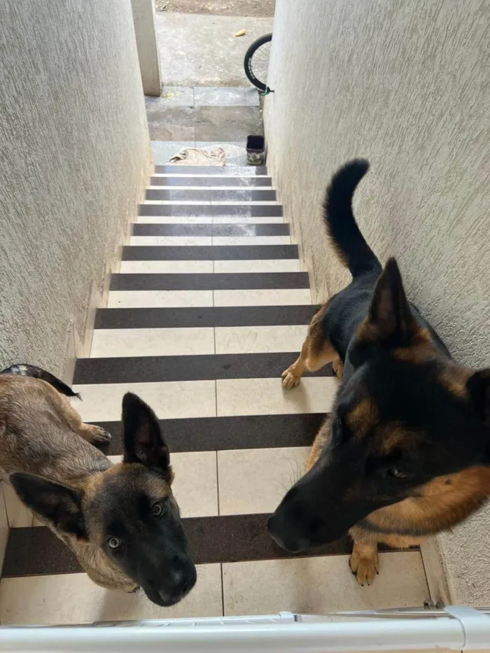 Cachorro ra a Pastor Alemão idade 2 a 6 meses nome Hulk e loba