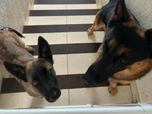 Cachorro raça Pastor Alemão idade 2 a 6 meses nome Hulk e loba