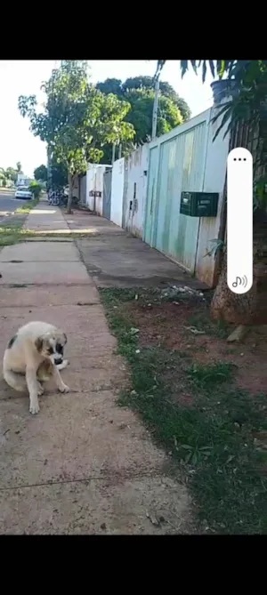 Cachorro raça SRD-ViraLata idade 1 ano nome Betovem 