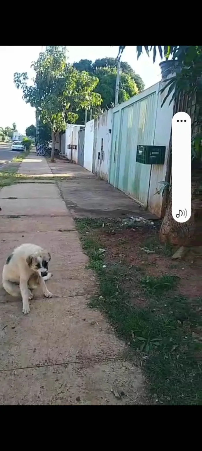Cachorro ra a SRD-ViraLata idade 1 ano nome Betovem