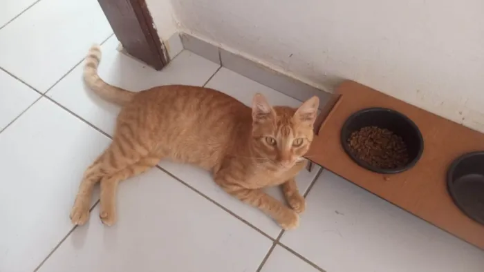 Gato ra a SRD-ViraLata idade 7 a 11 meses nome Yoshi