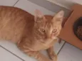 Yoshi
