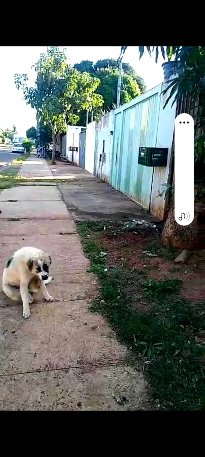 Cachorro ra a SRD-ViraLata idade 1 ano nome Betovem 
