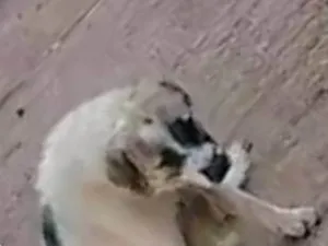 Cachorro raça SRD-ViraLata idade 1 ano nome Betovem 
