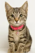 Gigi