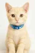 Jony