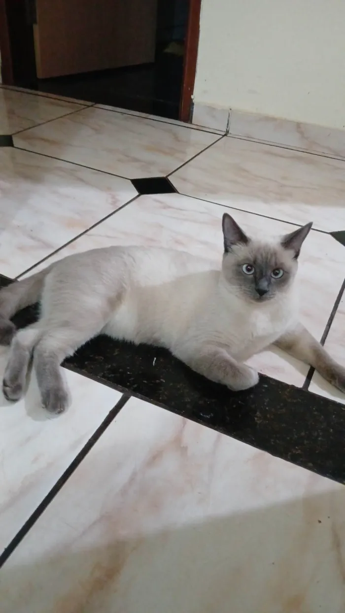 Gato ra a Siamês idade 7 a 11 meses nome Lua