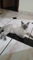 Lua