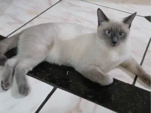Gato raça Siamês idade 7 a 11 meses nome Lua