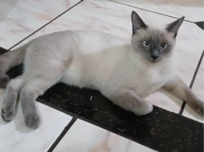 Gato raça Siamês idade 7 a 11 meses nome Lua