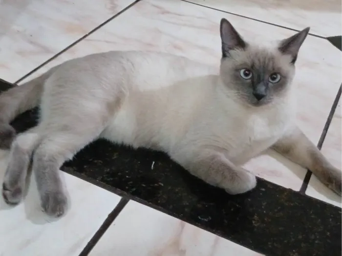 Gato ra a Siamês idade 7 a 11 meses nome Lua