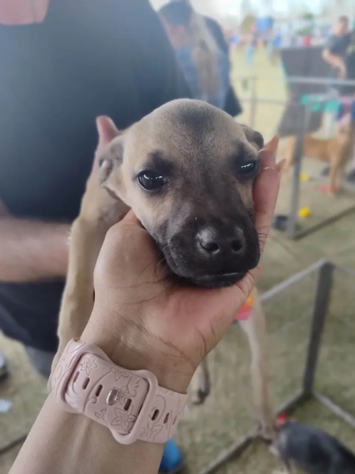 Cachorro ra a SRD-ViraLata idade 2 a 6 meses nome Esperança 