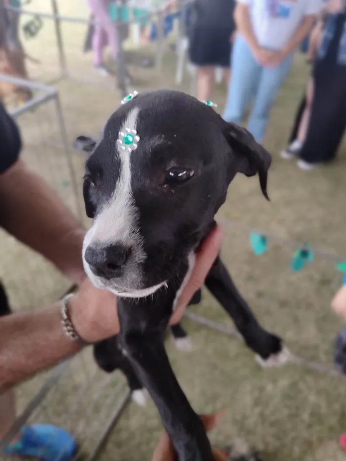 Cachorro ra a SRD-ViraLata idade 2 a 6 meses nome Esperança 