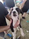 Esperança