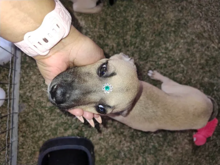Cachorro ra a SRD-ViraLata idade 2 a 6 meses nome Esperança 