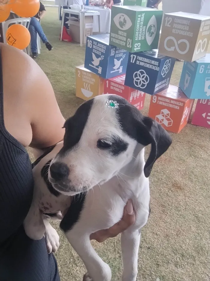 Cachorro ra a SRD-ViraLata idade 2 a 6 meses nome Esperança 