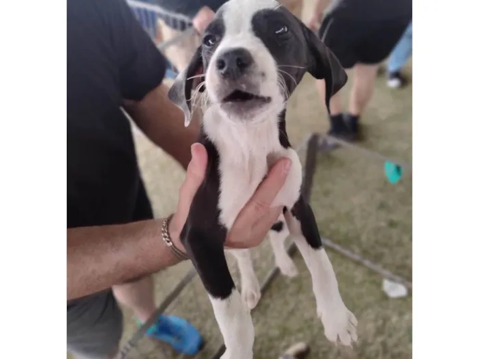 Cachorro ra a SRD-ViraLata idade 2 a 6 meses nome Esperança 