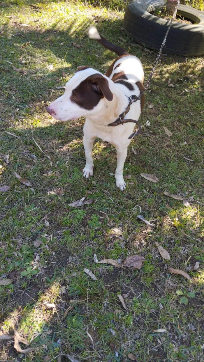 Cachorro ra a Pit-Bull idade 7 a 11 meses nome Ernesto 