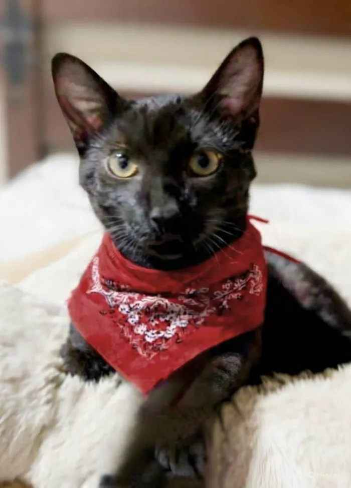 Gato ra a SRD-ViraLata idade 7 a 11 meses nome Oreon