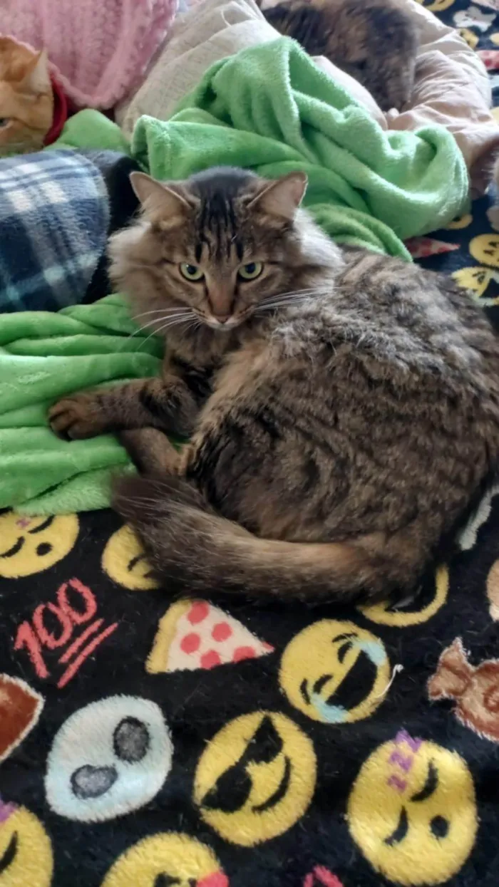 Gato ra a SRD-ViraLata idade 2 anos nome Menina