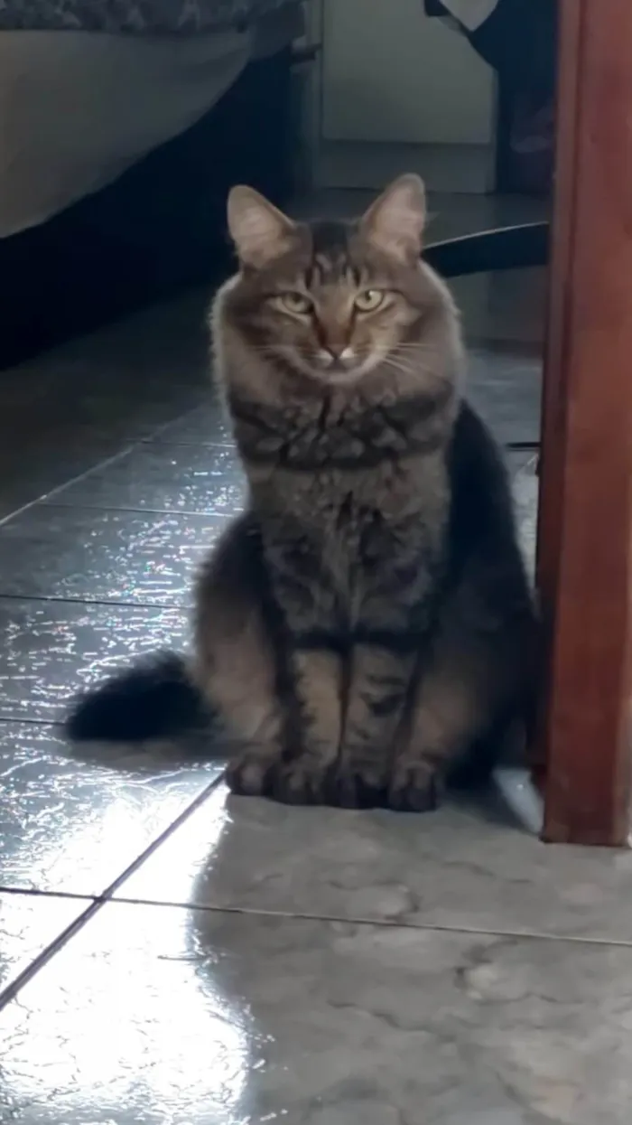 Gato ra a SRD-ViraLata idade 2 anos nome Menina