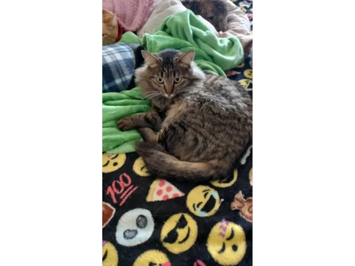Gato ra a SRD-ViraLata idade 2 anos nome Menina