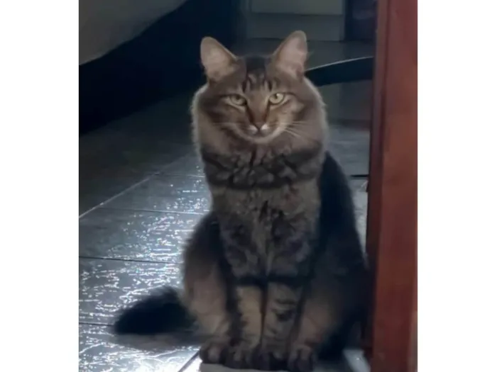 Gato ra a SRD-ViraLata idade 2 anos nome Menina