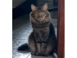 Gato raça SRD-ViraLata idade 2 anos nome Menina