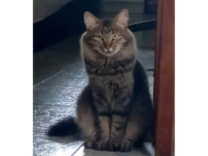 Gato ra a SRD-ViraLata idade 2 anos nome Menina