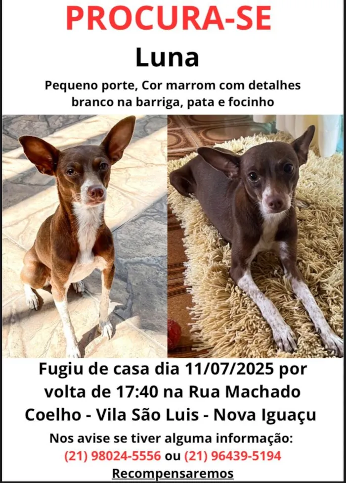 Cachorro ra a SRD-ViraLata idade 3 anos nome Luna