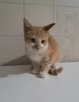 Robert