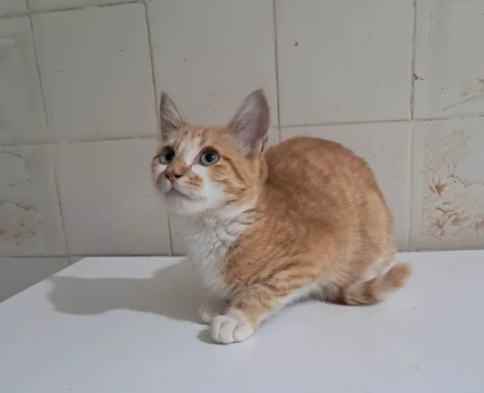 Gato ra a SRD-ViraLata idade 2 a 6 meses nome Robert