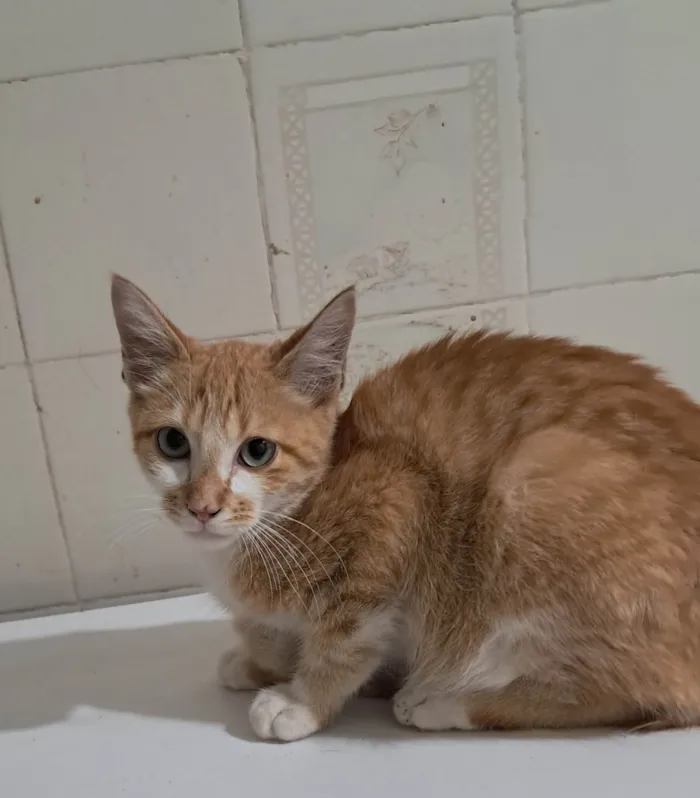 Gato ra a SRD-ViraLata idade 2 a 6 meses nome Robert