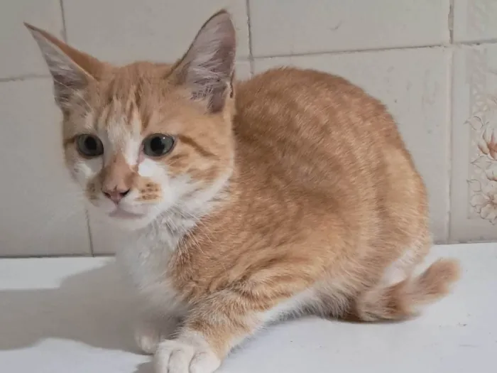 Gato ra a SRD-ViraLata idade 2 a 6 meses nome Robert