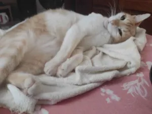 Gato raça SRD-ViraLata idade 6 ou mais anos nome Milho