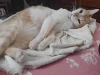 Gato raça SRD-ViraLata idade 6 ou mais anos nome Milho