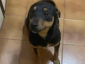 Cachorro raça SRD-ViraLata idade 7 a 11 meses nome Tyla