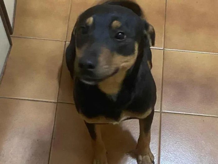 Cachorro ra a SRD-ViraLata idade 7 a 11 meses nome Tyla