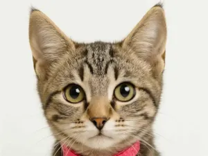 Gato raça SRD-ViraLata idade Abaixo de 2 meses nome Gigi