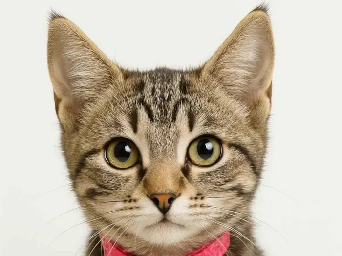 Gato ra a SRD-ViraLata idade Abaixo de 2 meses nome Gigi