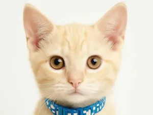 Gato raça SRD-ViraLata idade Abaixo de 2 meses nome Jony