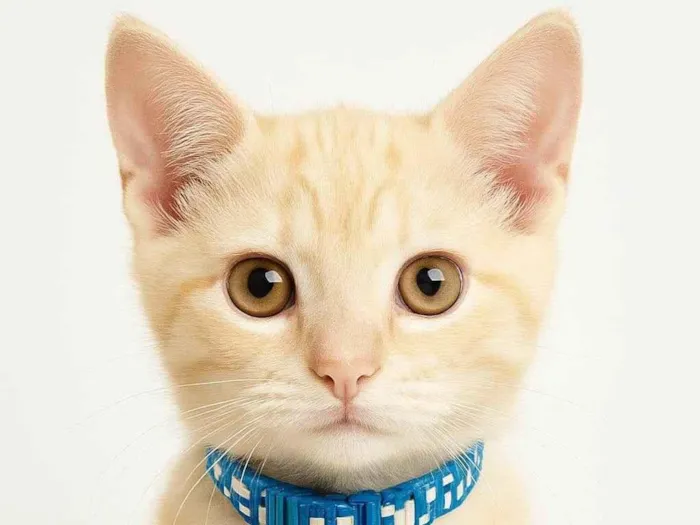 Gato ra a SRD-ViraLata idade Abaixo de 2 meses nome Jony