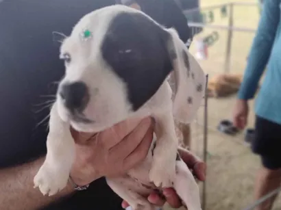 Cachorro raça SRD-ViraLata idade 2 a 6 meses nome Esperança 