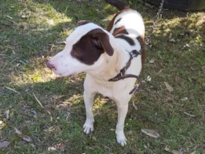 Cachorro raça Pit-Bull idade 7 a 11 meses nome Ernesto 