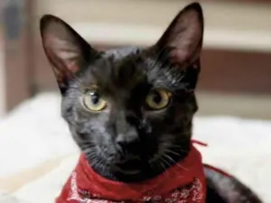 Gato raça SRD-ViraLata idade 7 a 11 meses nome Oreon